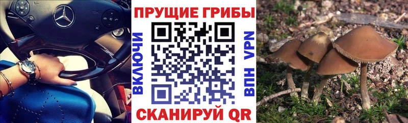 Купить закладки Суджа Псилоцибиновые грибы Magic Shrooms
